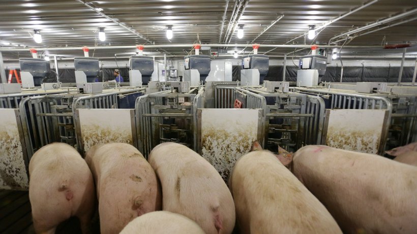 Figure&nbsp;5: Electronic sow feeding&nbsp;using RFID. Source: Nedap
